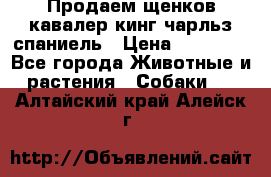 Продаем щенков кавалер кинг чарльз спаниель › Цена ­ 60 000 - Все города Животные и растения » Собаки   . Алтайский край,Алейск г.